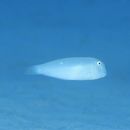 Iniistius pavo (Valenciennes, 1840)