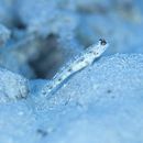 Vanderhorstia phaeostictus (Randall, Shao et Chen, 2007)