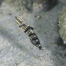 Amblygobius phalaena (Valenciennes, 1837)