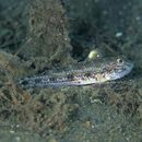 Oplopomus caninoides (Bleeker, 1852)