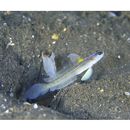 クサハゼ近似種2