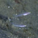 Vanderhorstia cyanolineata Suzuki et Chen, 2013