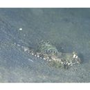 Dactylopus dactylopus (Valenciennes, 1837)