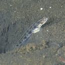 Vanderhorstia phaeostictus (Randall, Shao et Chen, 2007)