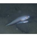 Oxymetopon compressus Chan, 1966