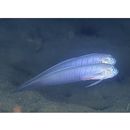 Oxymetopon cyanoctenosum Klausewitz et Conde, 1981