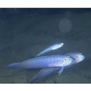 Oxymetopon cyanoctenosum Klausewitz et Conde, 1981