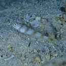 Amblyeleotris yanoi Aonuma et Yoshino, 1996