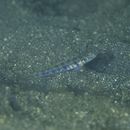 Vanderhorstia phaeostictus (Randall, Shao et Chen, 2007)