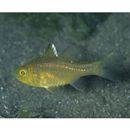 Ostorhinchus ishigakiensis (Ida et Moyer, 1974)