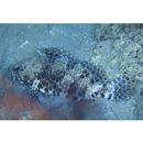 Epinephelus quoyanus (Valenciennes, 1830)