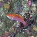 Cirrhilabrus lubbocki Randall et Carpenter, 1980