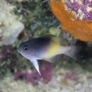 Chrysiptera rollandi (Whitley, 1961)