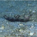 Amblyeleotris latifasciata Polunin et Lubbock, 1979