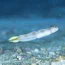 Amblyeleotris yanoi Aonuma et Yoshino, 1996