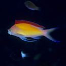 Pseudanthias dispar (Herre, 1955)