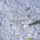 Istigobius goldmanni (Bleeker, 1852)