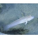 Valenciennea sexguttata (Valenciennes, 1837)