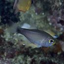 Taeniamia macroptera (Cuvier, 1828)