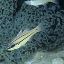 Apogon sealei Fowler, 1918