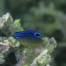 Pomacentrus cuneatus Allen, 1991