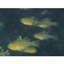 Ostorhinchus ishigakiensis (Ida et Moyer, 1974)