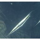 Aeoliscus strigatus (Gunther, 1861)