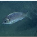 Scolopsis vosmeri (Bloch, 1792)