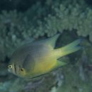 Neoglyphidodon nigroris (Cuvier, 1830)