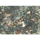 Amblyeleotris yanoi Aonuma et Yoshino, 1996