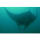 Manta birostris (Walbaum, 1792)