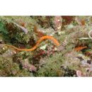 Festucalex erythraeus (Gilbert, 1905)