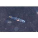 Ptereleotris evides (Jordan et Hubbs, 1925)