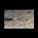 Cheilodipterus quinquelineatus Cuvier, 1828