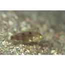 Novaculops sciistius (Jordan et Thompson, 1914)