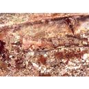 Cabillus tongarevae (Fowler, 1927)