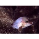 Canthigaster rivulata (Temminck et Schlegel, 1847)