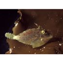 Cantherhines fronticinctus (Gunther, 1867)