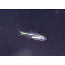 Cheilodipterus intermedius Gon, 1993