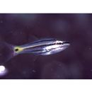 Cheilodipterus intermedius Gon, 1993