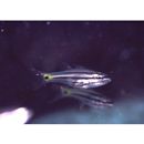 Cheilodipterus intermedius Gon, 1993