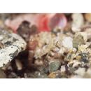 Amblyeleotris wheeleri (Polunin et Lubbock, 1977)