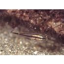 Ostorhinchus taeniophorus (Regan, 1908)