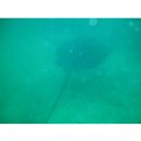 Dasyatis matsubarai Miyosi, 1939