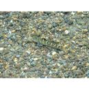 Sicyopterus japonicus (Tanaka, 1909)