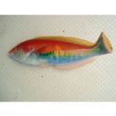 Hologymnosus rhodonotus Randall et Yamakawa, 1988