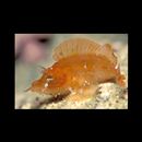 Rhinopias argoliba Eschmeyer, Hirosaki et Abe, 1973