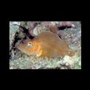 Rhinopias argoliba Eschmeyer, Hirosaki et Abe, 1973