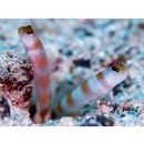 Amblyeleotris yanoi Aonuma et Yoshino, 1996