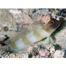 Amblyeleotris melanocephala Aonuma, Iwata et Yoshino, 2000